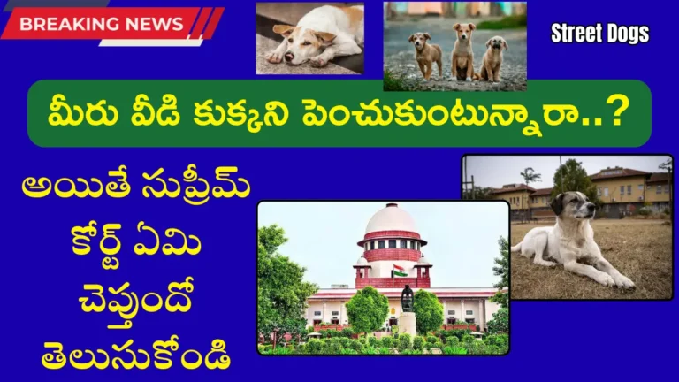 Street Dogs Issue